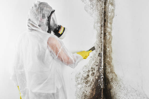 Why You Should Choose Our Mold Remediation Services in Big Bass Lake, PA